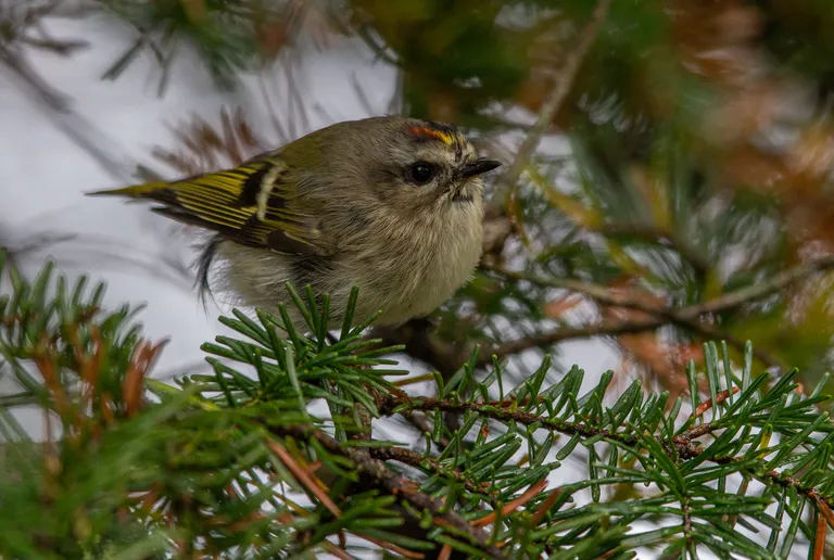 Golden-crowned Kinglet