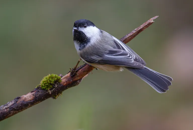 Black-capped Chickadee