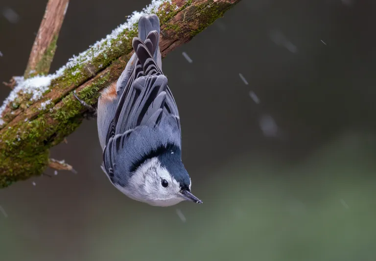 White-breasted Nuthatch