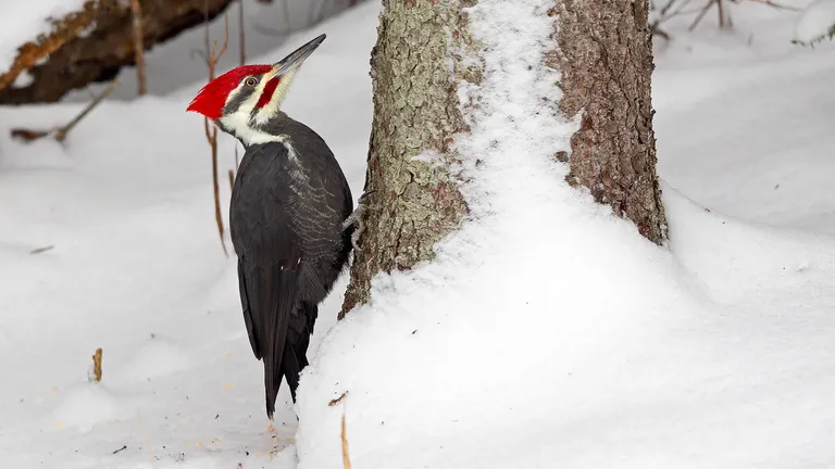 Pileated Woodpecker, male