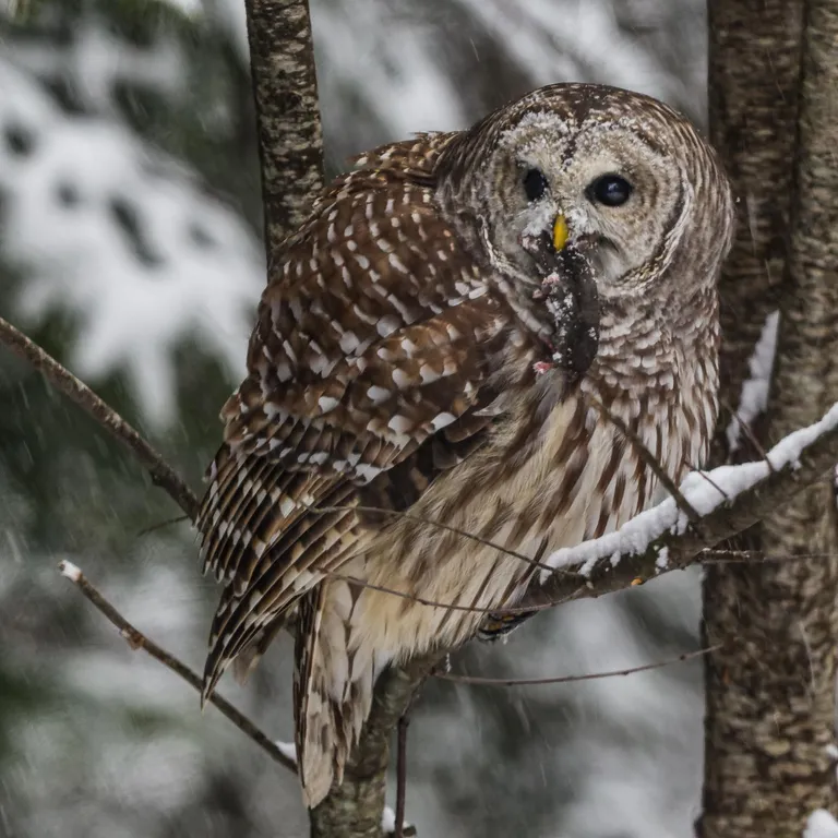 Barred Owl