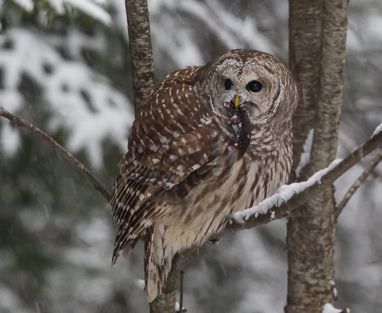 Barred Owl