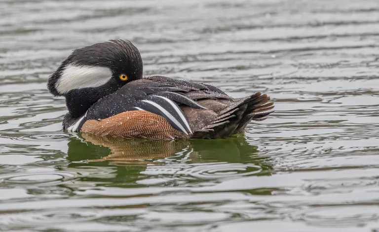 Hooded Merganser, male