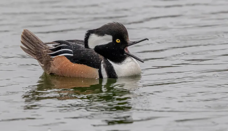 Hooded Merganser, male