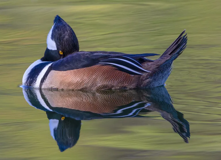 Hooded Merganser, male