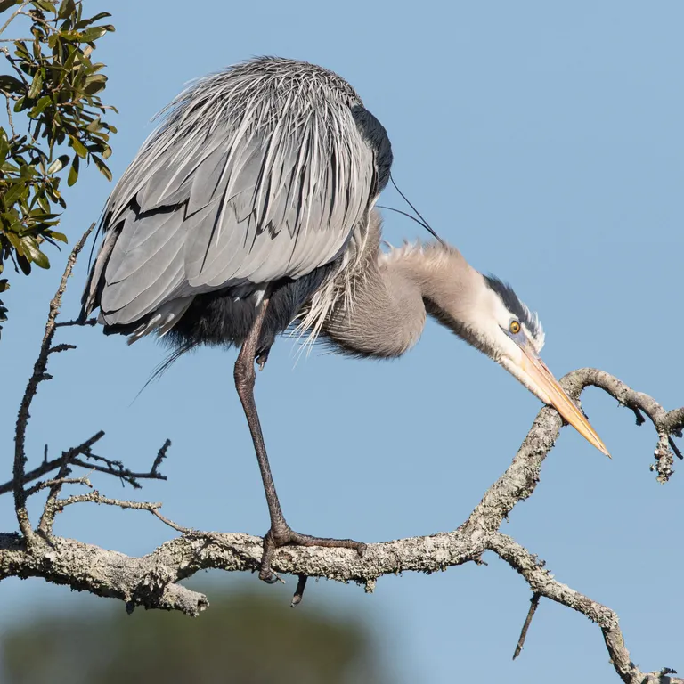 Great Blue Heron