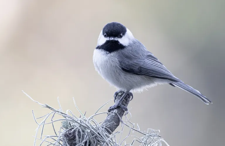 Carolina Chickadee