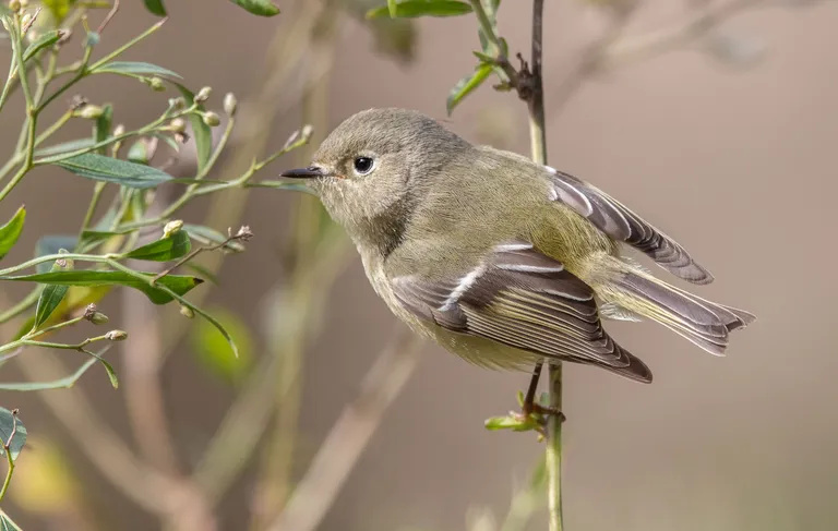 Ruby-crowned Kinglet