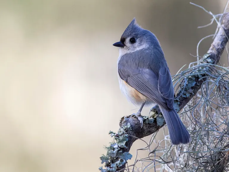 Tufted Titmouse