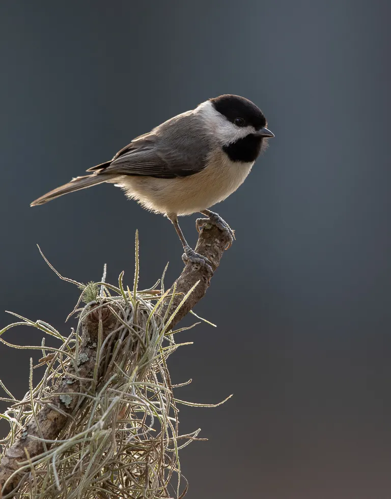 Carolina Chickadee