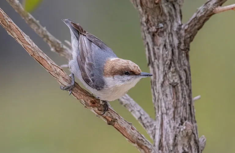 Brown-headed Nuthatch