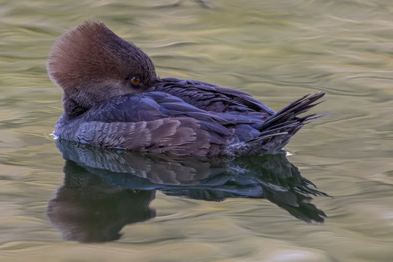 Hooded Merganser, female