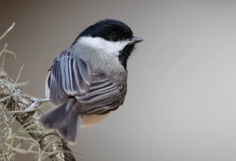 Carolina Chickadee