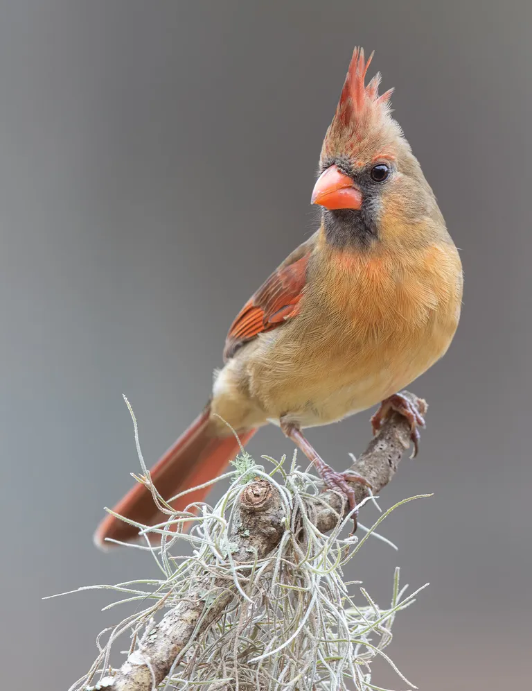 Northern Cardinal, female