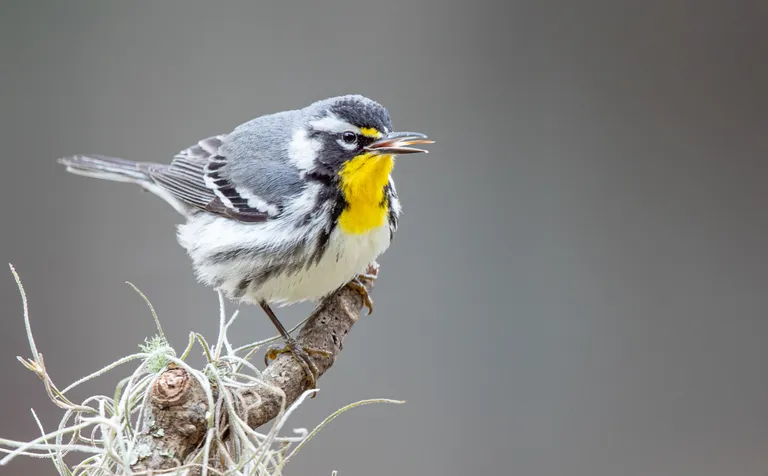 Yellow-throated Warbler