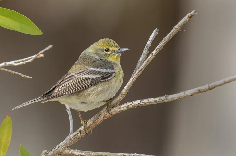 Pine Warbler, female