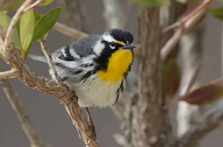 Yellow-throated Warbler