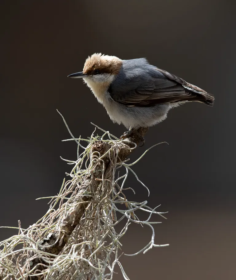 Brown-headed Nuthatch