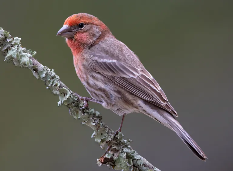 House Finch, male