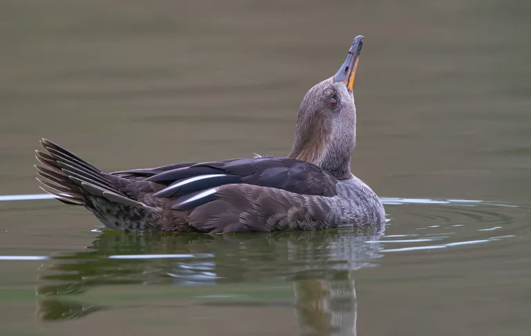 Hooded Merganser, female