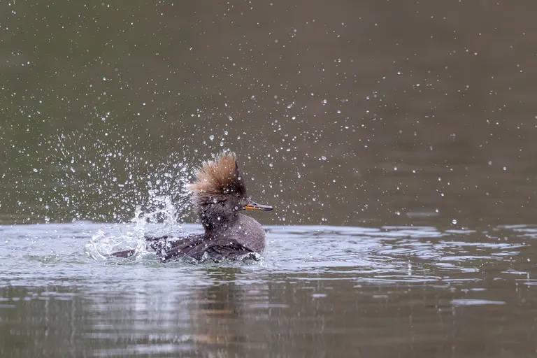 Hooded Merganser, female