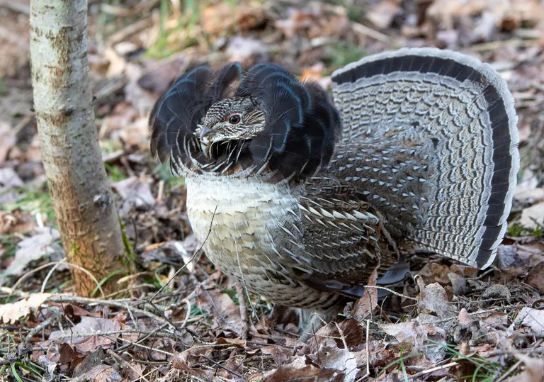 Ruffed Grouse