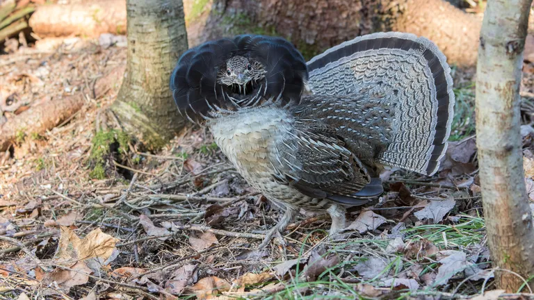 Ruffed Grouse