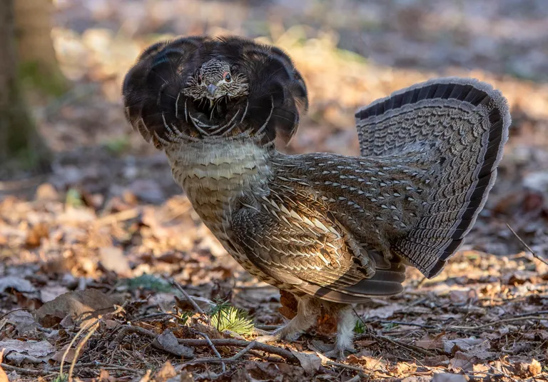 Ruffed Grouse