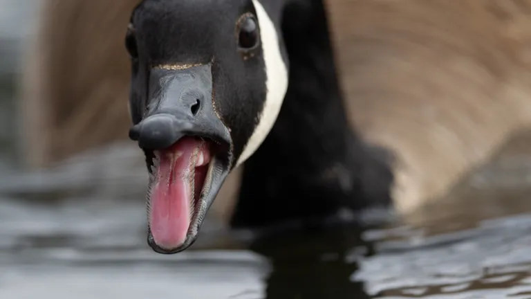 Canada Goose