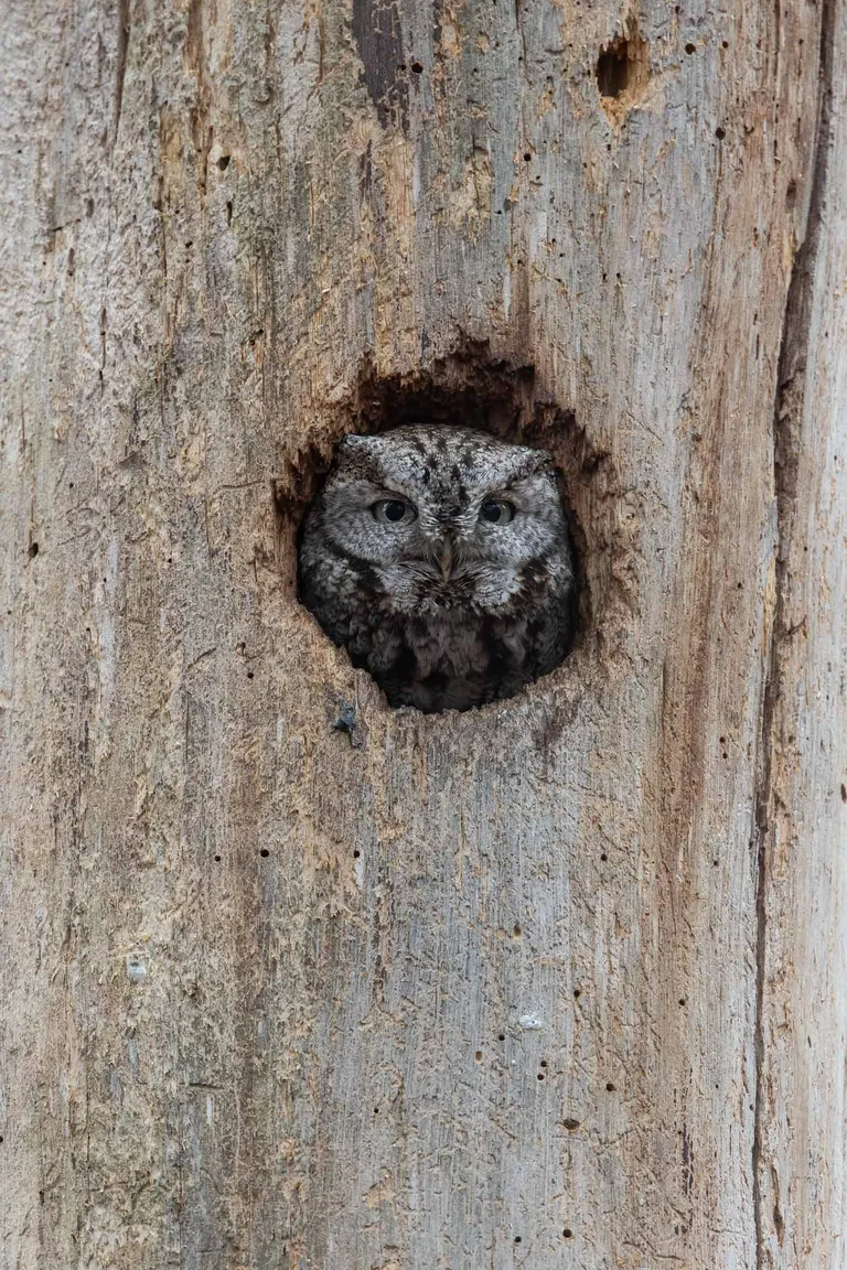 Eastern Screech Owl