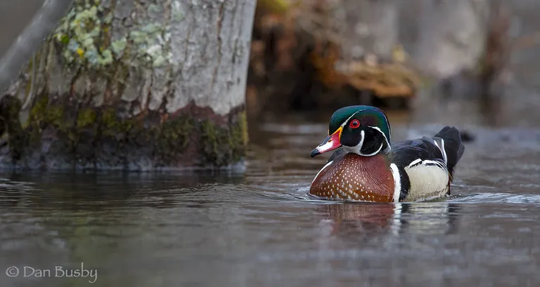 Wood Duck, male