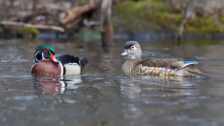 Wood Duck