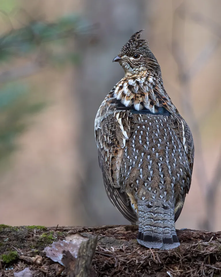 Ruffed Grouse