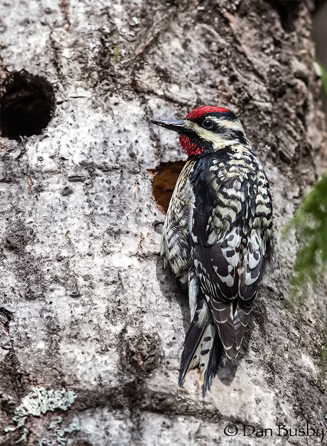 Yellow-bellied Sapsucker