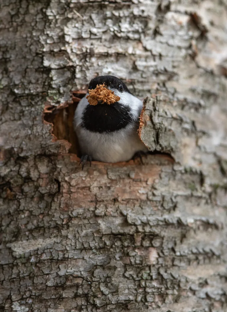 Black-capped Chickadee