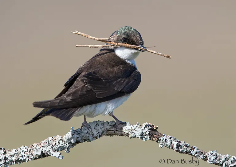 Tree Swallow
