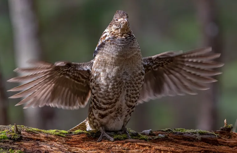 Ruffed Grouse