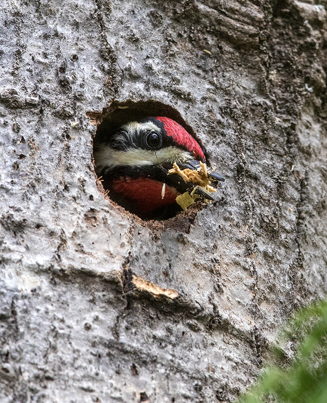 Yellow-bellied Sapsucker