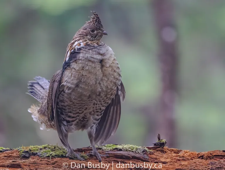 Ruffed Grouse