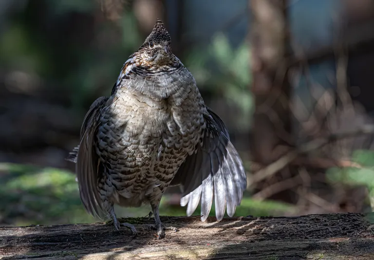 Ruffed Grouse