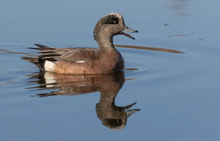 American Wigeon, male