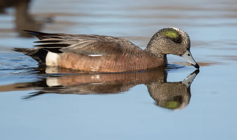 American Wigeon, male