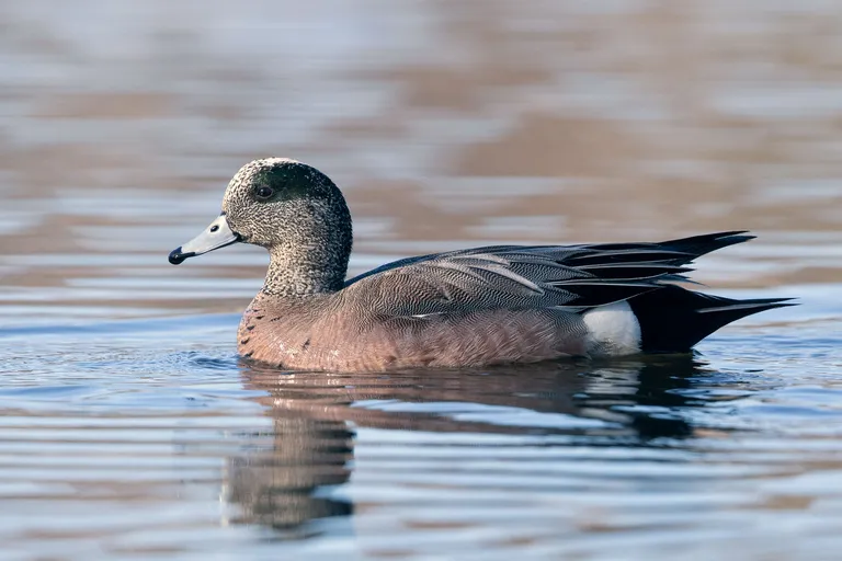American Wigeon, male