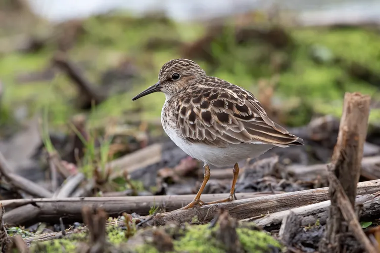 Least Sandpiper