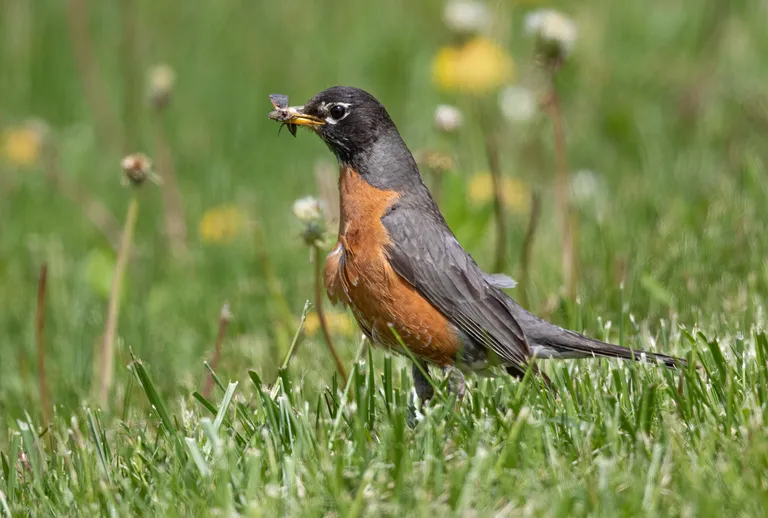 American Robin