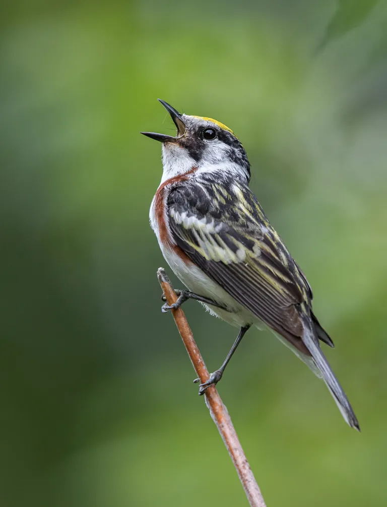Chestnut-sided Warbler, male