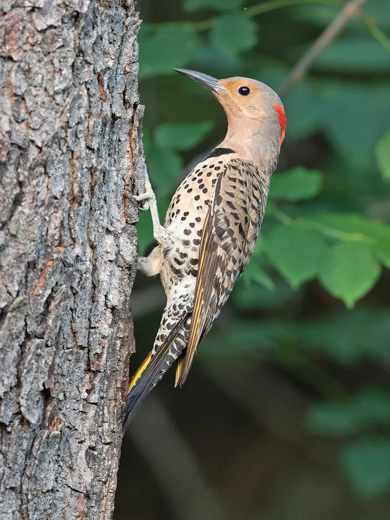 Northern Flicker, female