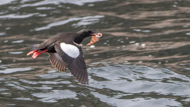 Black Guillemot