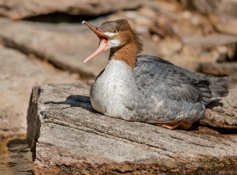 Common Merganser, juvenile