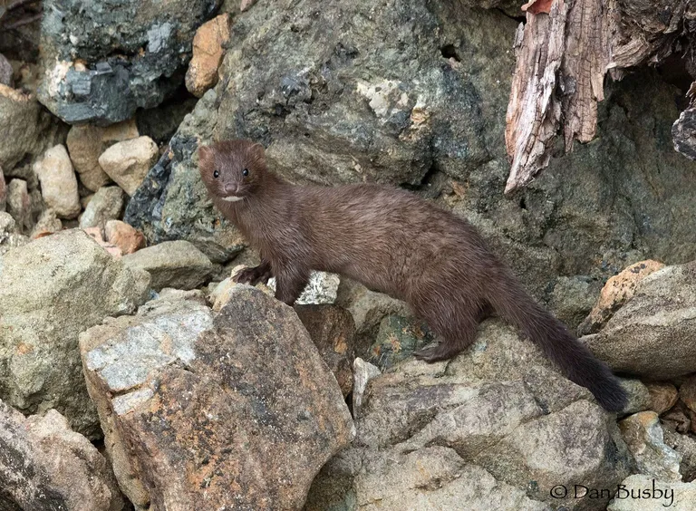 American Mink